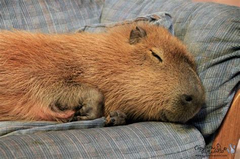 It is important to note that purchasing a <b>capybara</b> from an unlicensed breeder or illegally importing one is not only illegal but also unethical. . Super capybara value